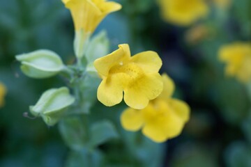 Flower of a common yellow monkeyflower, Erythranthe guttata