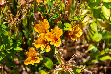 Colourful flowers at the botanic garden of Auckland, New Zealand