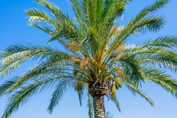 Palm trees against blue sky. Macro photo, close-up