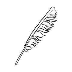Feather. Doodle closeup. Business communication concept. Vector drawing. Vector graphic. Tropical fashion. Notebook paper. Idea symbol.