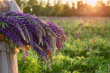 A bouquet of lupines in the hands of a girl. Beautiful female hands hold a bouquet of wild lupine flowers on the background of a meadow. Spring, flowering, summer, floral fragrance