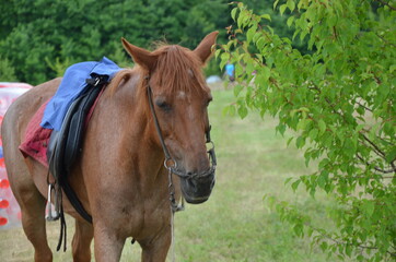 Obraz premium horse, animal, head, brown, portrait, farm, equine, mammal, nature, stallion, equestrian, mane, mare, eye, horses, beautiful, grass, face, white, bridle, beauty, pet, closeup, pasture, bay, ranch, fie