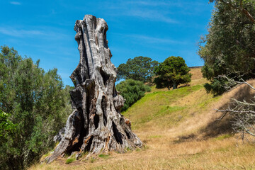 Old tree trunk in the One Tree Hill park of Auckland