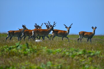 Herd of sika deer on Lundy island which is place of outstanding natural beauty. A day trip here is also a cruise providing the opportunity to enjoy the North Devon coast and get closer to its wildlife