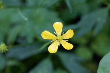 Fototapeta na wymiar Flower of a creeping buttercup, Ranunculus repens