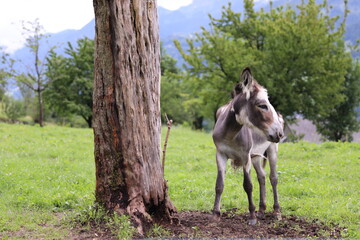 Obraz premium the donkey is on the field