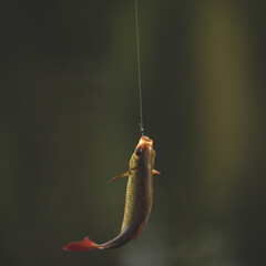 common roach on hook. Fishing with fishing rod. Fish on blurred background. fishing line