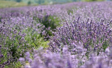 Obraz premium field of lavender. lavender field in region. lavender field region. 