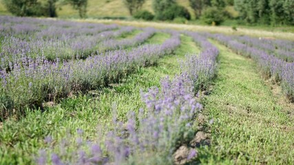 Fototapeta na wymiar field of lavender. lavender field region. lavender field in region.