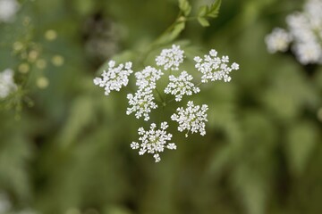 Rough chervil flowers, Chaerophyllum temulum