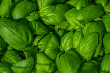Fresh green basil as background