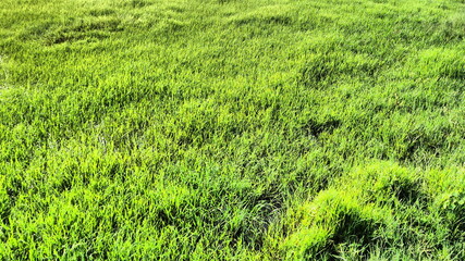 green grass field