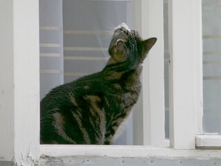 Katze auf Fensterbrett