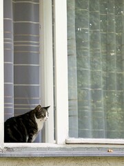 Katze auf Fensterbrett