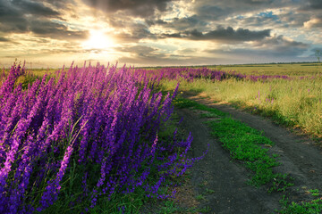 Bright purple delphinium flowers on the side of a rural road. Country road against the background of a bright sunset sky