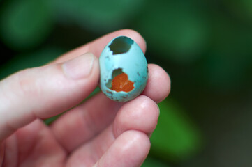 A hatched chick's egg. Wild birds.