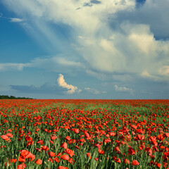 Red poppy field on the background of blue sky and large clouds