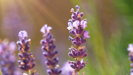 Fototapeta premium Lavender flowers in detail, low depth of focus.