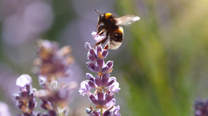 Detail of bumble-bee gathering pollen from lavender blossoms
