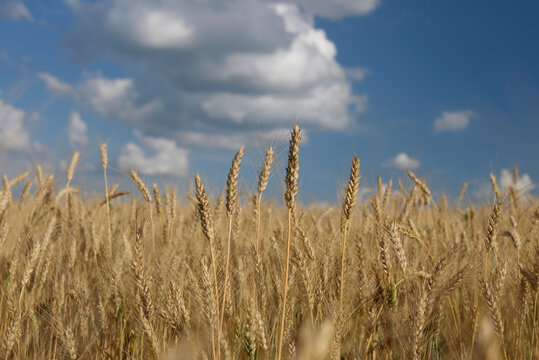 Wheat ears against the sky. Background of yellow wheat field against the backdrop of the cloudy sky. Background of ripening ears of wheat field and sun. Selective focus image
