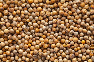 Coriander Spice Background
