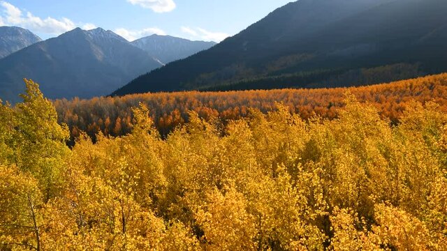 Autumn Sunset Valley - A close-up sunset view of a dense golden aspen grove in a valley at base of high peaks of Sawatch Range on a sunny but windy Autumn evening. Twin Lakes, Leadville, Colorado, USA
