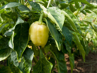 Fresh healthy ripe yellow paprika wet from rain, rain drops on vegetable in garden