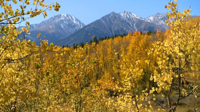 Autumn Mountains - Autumn morning winds stirring up  golden aspen branches in a dense aspen grove at base of high peaks of Sawatch Range. Twin Lakes, Leadville, Colorado, USA.