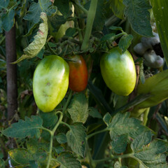 Bunch of green and red tomatoes on plant in garden, homegrown vegetable