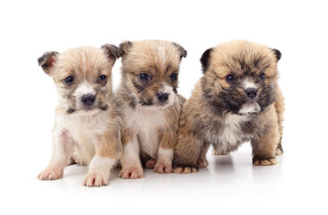 Fototapeta na wymiar Three little puppies.