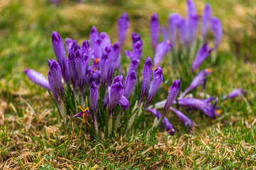 Obraz premium Blooming crocuses in the Chocholowska Clearing. Tatra Mountains, Poland.
