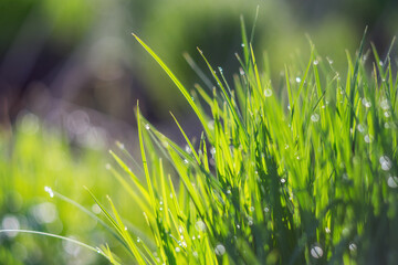 Greed grass in a dew. Close up shot with selective focus and beautiful natural bokeh. - 445032084