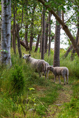 Obraz na płótnie Canvas Two sheep in a lush forest along the nature trail at Järsö in Åland Islands, Finland, in the summer.