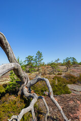 Fototapeta premium Fallen and dead pine tree on a rugged rock along the Grottstigen cave nature trail at Geta in Åland Islands, Finland, on a sunny day in the summer.