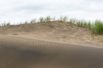 Dark colored sand at Whatipu beach near Auckland