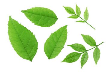 Leaves isolated on a white background