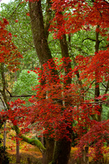 Autumn park with bright red maple leaves