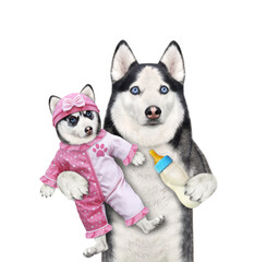 A dog husky holds its puppy dressed in a pink bodysuit baby and feeds it with milk. White background. Isolated.