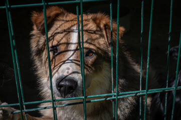 Homeless dogs in the shelter in a cage behind bars. Dog behind the net