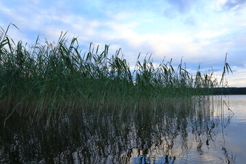 Scandinavian seaside with plenty of young green reed and small bugs. Cloudscape in the dark sky. Summer time and evening. Calm nice water. Stockholm, Sweden, Scandinavia, Europe.