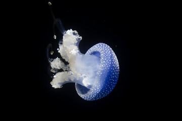 Australian spottet jellyfish in front of a black background © Ivan