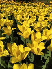 Spring nature background with beautiful yellow tulips