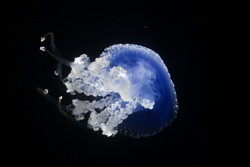 Bottom view of a white spotted jellyfish in front of a black background.