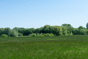 feld und blumen