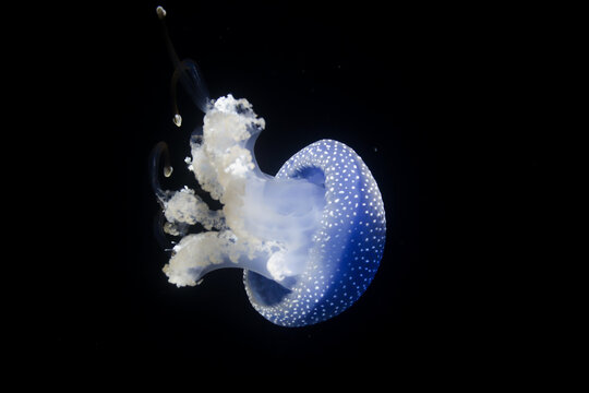 Australian spottet jellyfish in front of a black background