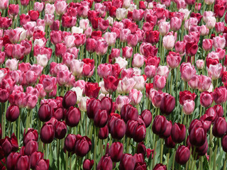 Pink and burgundy tulips on display during the Ottawa Tulip Festival