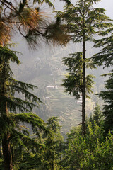 Selective shot of tall fir trees in dense woods