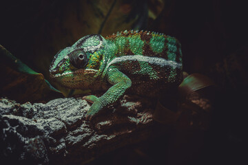 green lizard on a branch