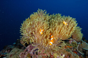 Obraz na płótnie Canvas An anemone and it's Clown fish