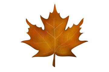 Maple withering autumn brown leaf hand-drawn digital illustration